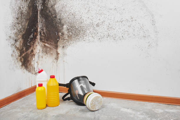 Best Mold Removal Company Near Me  in Bayou Lourse, LA
