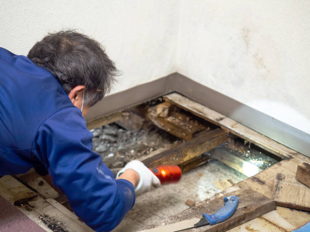 Mold Testing and Removal in Bayou Lourse, LA