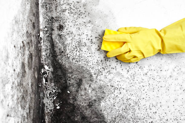 Mold Removal and Inspection in Bayou Lourse, LA