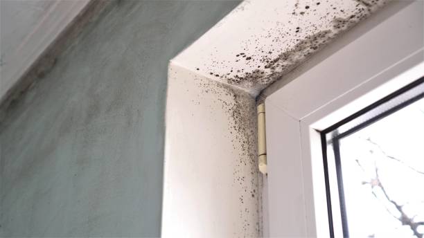 Best Best Mold Removal Companies  in Bayou Lourse, LA