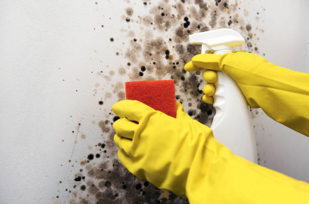 Best Toxic Mold Removal  in Bayou Lourse, LA