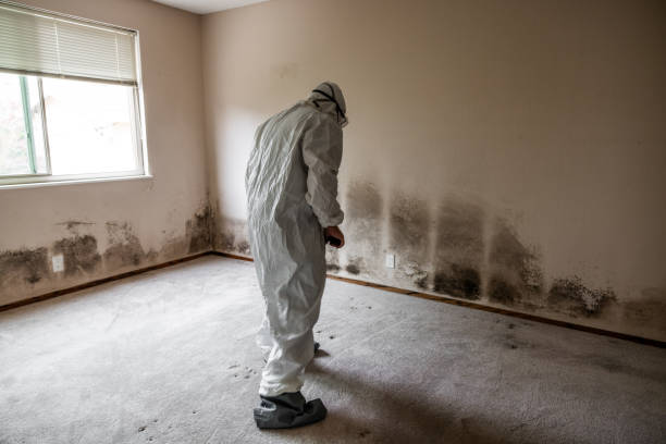 Best Home Mold Removal  in Bayou Lourse, LA